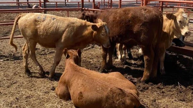 Pega a ganaderos cierre de la frontera
