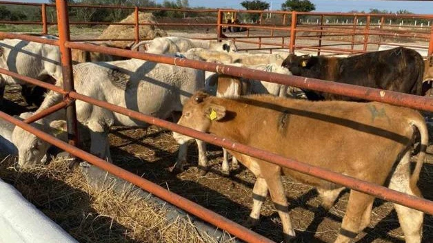 Va ganado a subastas por cierre de la frontera
