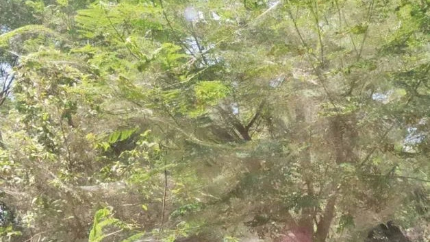 Invaden arañas y tejen sus redes en los portones