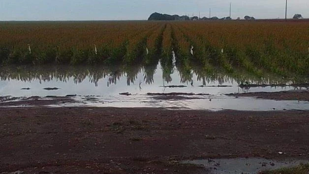 Beneficia ´Barry´ a campo tamaulipeco