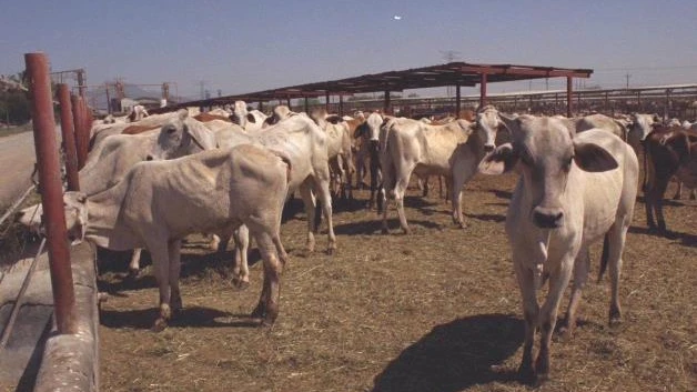 Cierra Tamaulipas paso al ganado de Veracruz