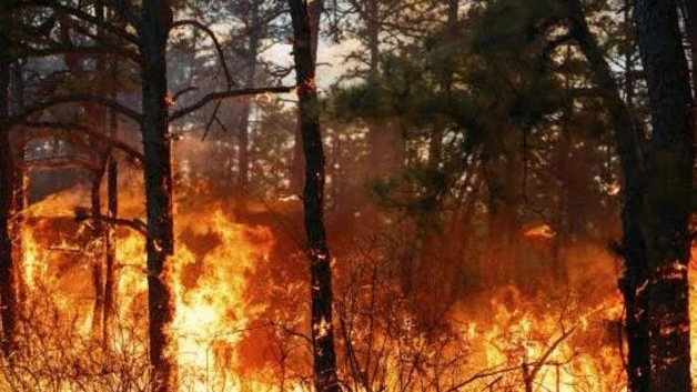 Aumentan daños por incendios forestales