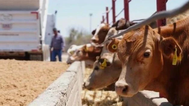 Prevén repunte de venta de ganado