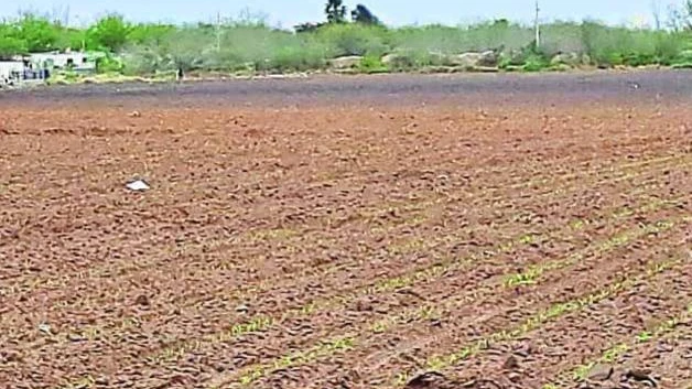 Suspenden siembra de sorgo