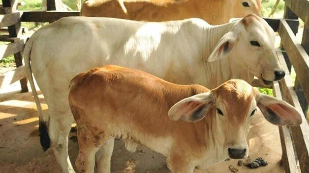 Acepta EU acuerdo por el gusano barrenador