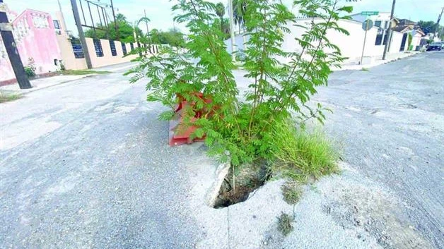 Avisa un árbol peligroso socavón en la Petrolera
