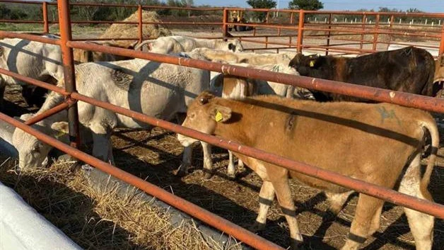 ¡Gusano barrenador alerta a ganaderos!