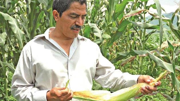 Fijan nuevos precios al frijol y maíz blanco