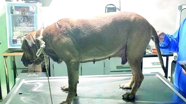 Aumenta el maltrato animal en la ciudad