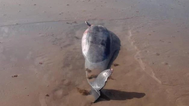 Reportan delfines sin vida en playa Bagdad en Matamoros