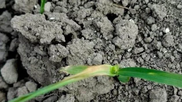 A salvo por el momento las cosechas de sorgo