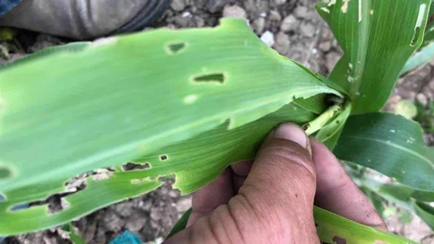 Heladas eliminan plagas en cultivos