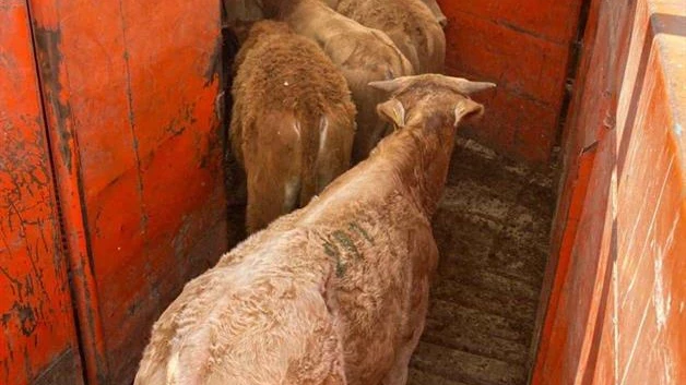 El ganado en Reynosa, sin gusano barrenador