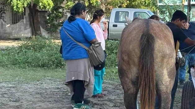 Gusano Barrenador puede afectar a humanos: Salud