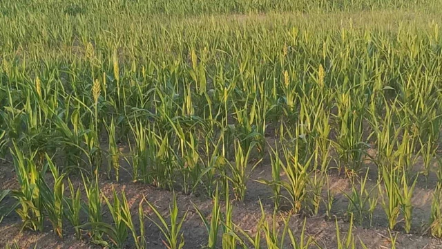 ´Tronadas´, siembras de sorgo por falta de lluvias