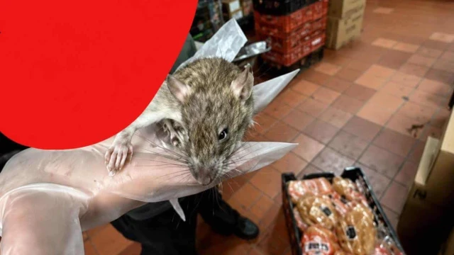 Denuncian invasión de roedores en Carls Jr