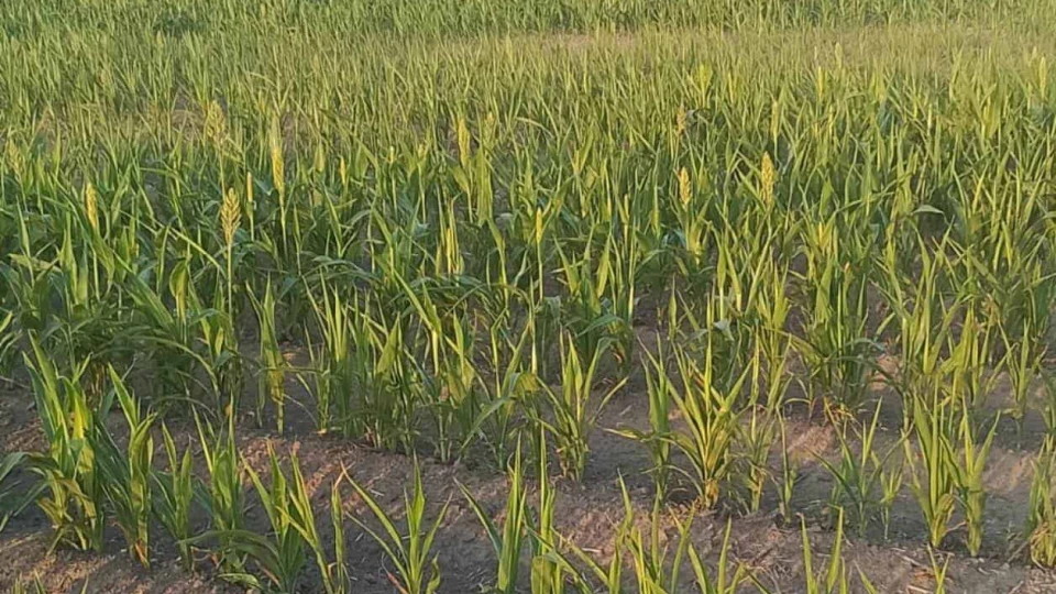´Tronadas´, siembras de sorgo por falta de lluvias