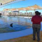 Profepa visita Delfinario Sonora tras muerte del ejemplar