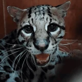 Profepa libera a ocelote rescatado en Oaxaca