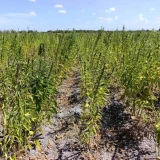 Ajonjolí desplaza al sorgo