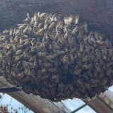 Nuevo ataque de abejas; ahora en La Florida