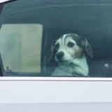 Advierten riesgo mortal para mascotas dentro de vehículos