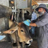 Bajan a 81 los casos de gusano barrenador en el estado