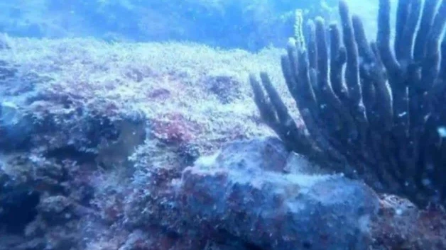 Proyectan nuevo arrecife artificial frente a costas del sur