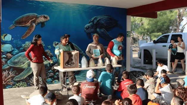 Liberan ejemplares de tortuga verde en playa La Pesca