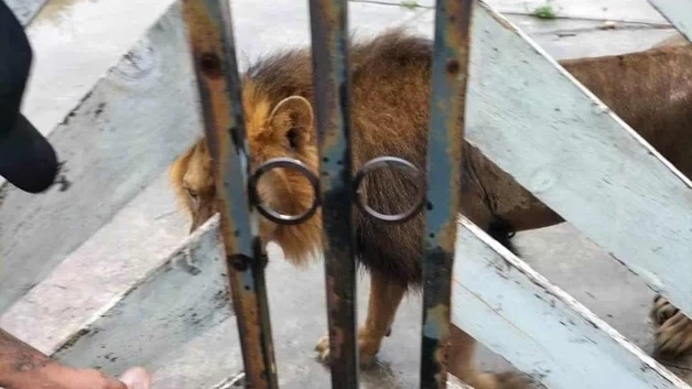 Capturan a leon que deambulaba en ejido de Matamoros