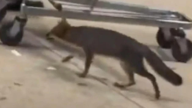 Salud de QR busca a personas que tuvieron contacto con un zorro gris