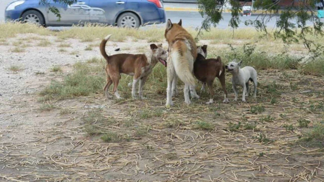 Buscan fortalecer acciones contra maltrato animal