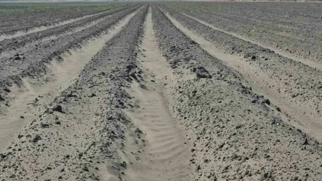 El campo de Reynosa siembra incertidumbre