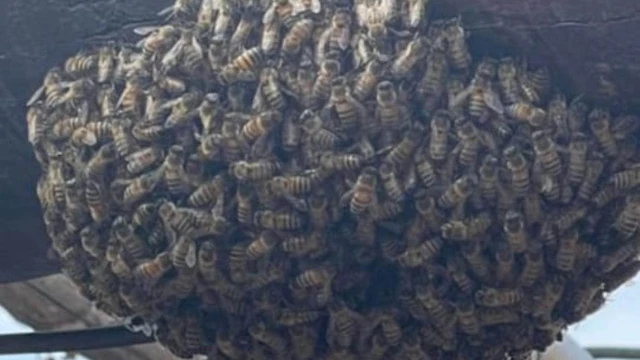 Nuevo ataque de abejas; ahora en La Florida