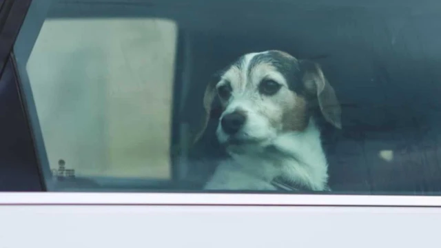 Advierten riesgo mortal para mascotas dentro de vehículos
