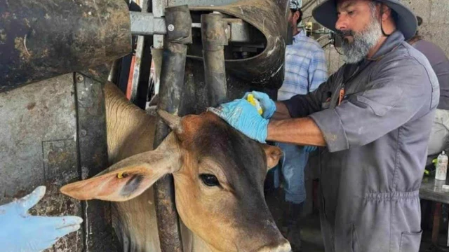 Bajan a 81 los casos de gusano barrenador en el estado
