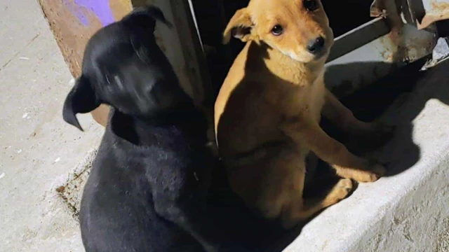 Menor abandono de mascotas en este año