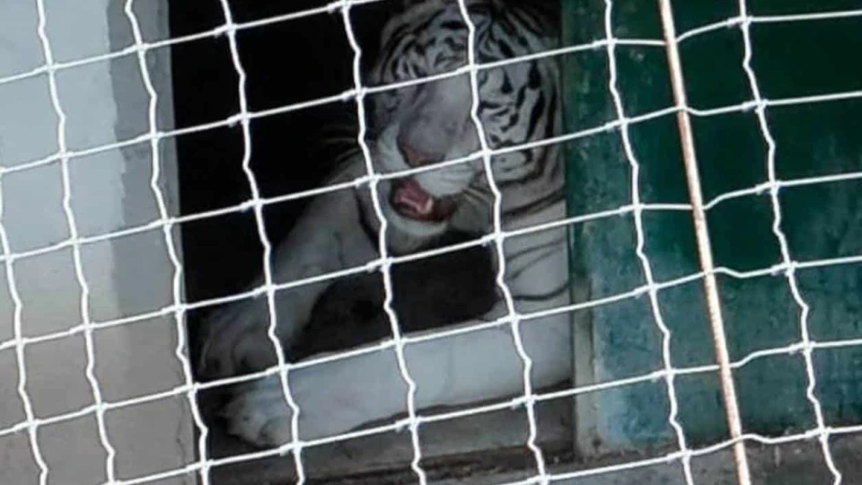 Aseguran 130 animales exóticos e hidrocarburo en Tamaulipas