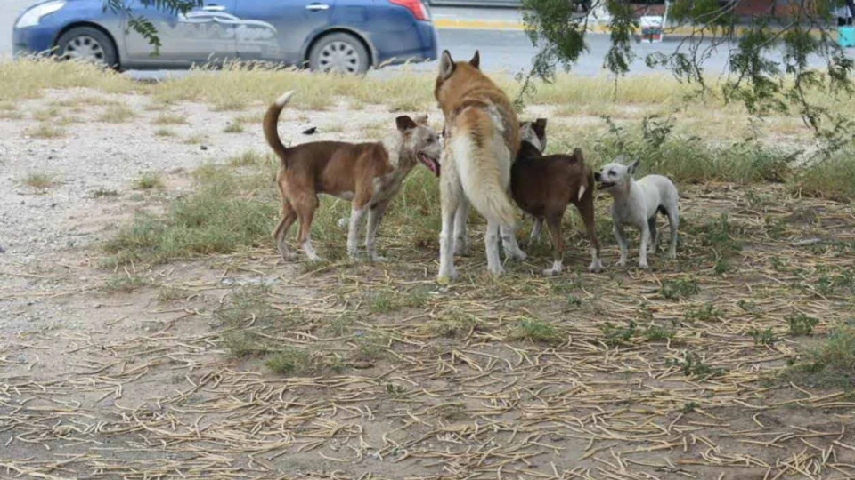 Buscan fortalecer acciones contra maltrato animal