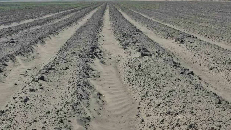 El campo de Reynosa siembra incertidumbre