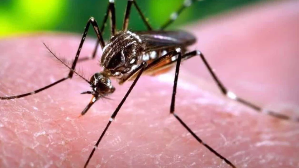 Oficial: Primer caso de dengue en Matamoros