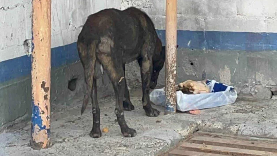 Combate al maltrato animal