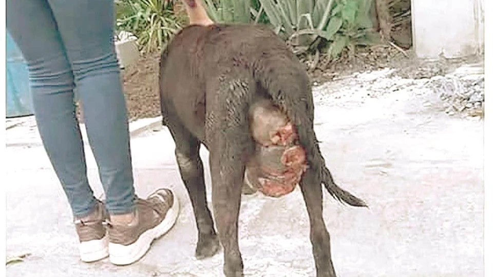 Alertan por cáncer contagioso en perros
