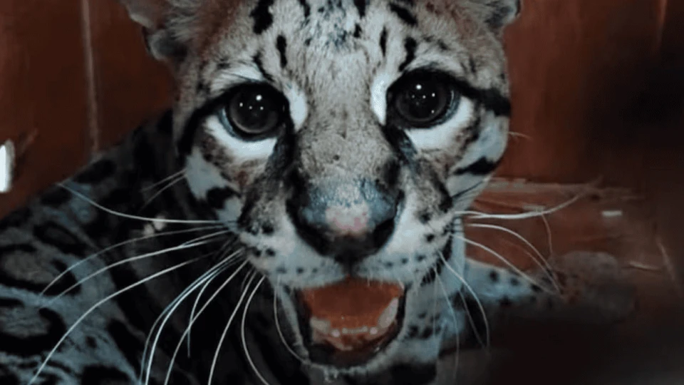 Profepa libera a ocelote rescatado en Oaxaca