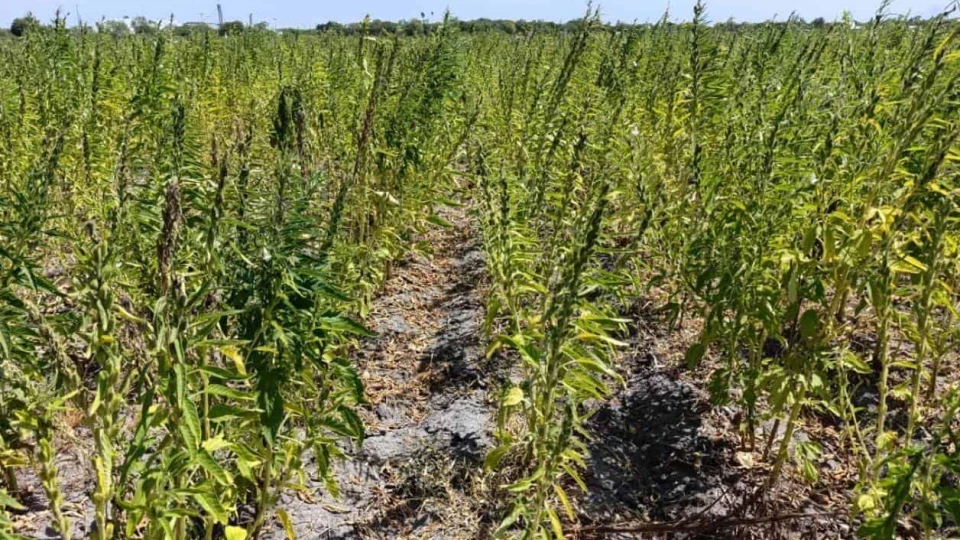 Ajonjolí desplaza al sorgo