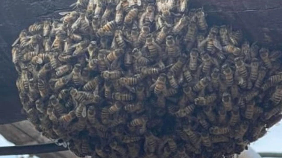 Nuevo ataque de abejas; ahora en La Florida