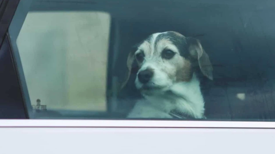 Advierten riesgo mortal para mascotas dentro de vehículos