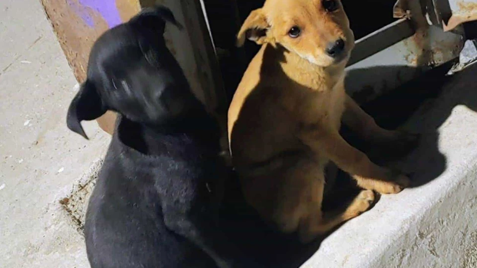 Menor abandono de mascotas en este año