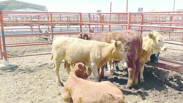 Reynosa sigue libre de gusano barrenador