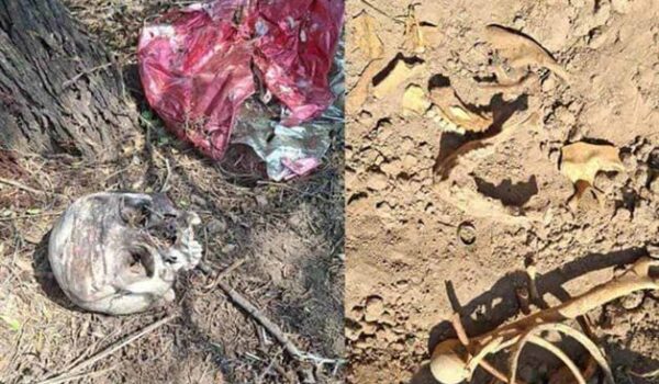 Hallan restos humanos en ejido El Provenir de Reynosa